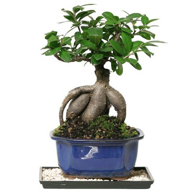 Ficus Bonsai Plant
 Dimension-40x60cm
